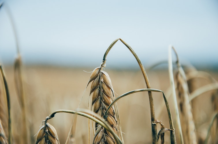 spiga-piegata-campo-grano