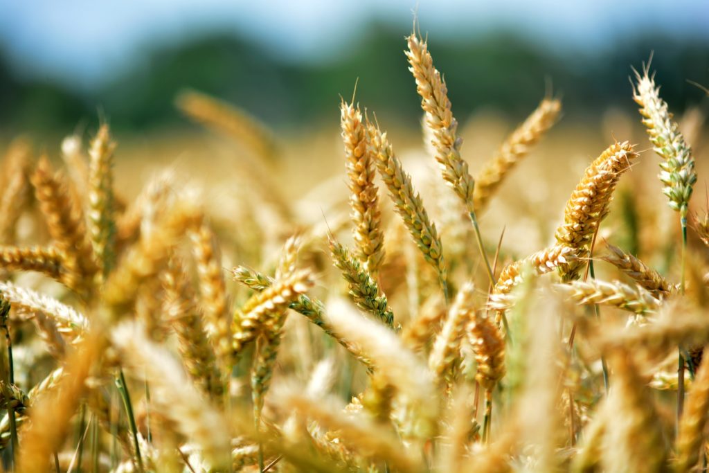 wheat 368867 1920 wheat 368867 1920