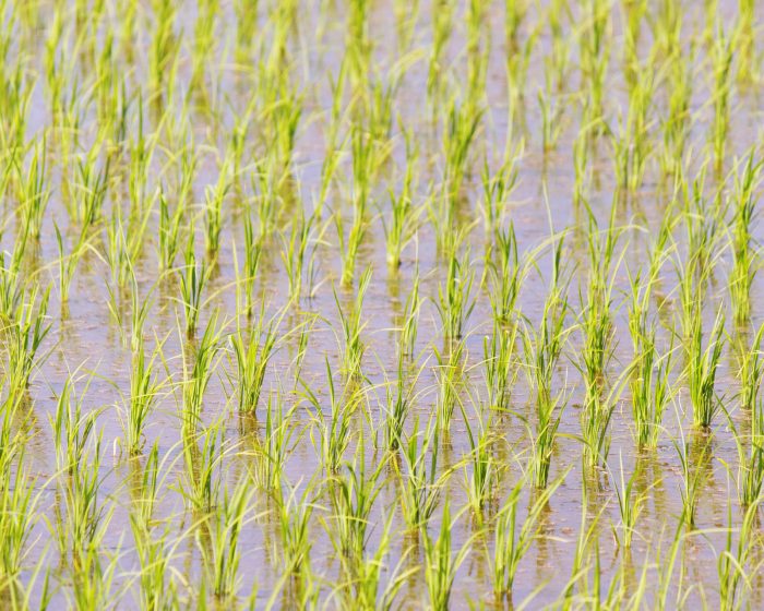 yamadas rice fields 1180316 1920